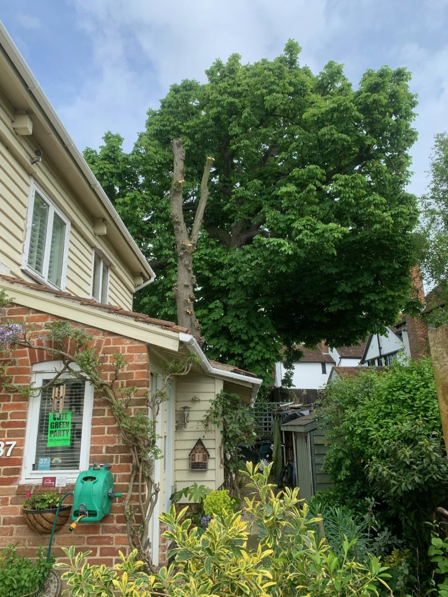 tree-service-01-rotated