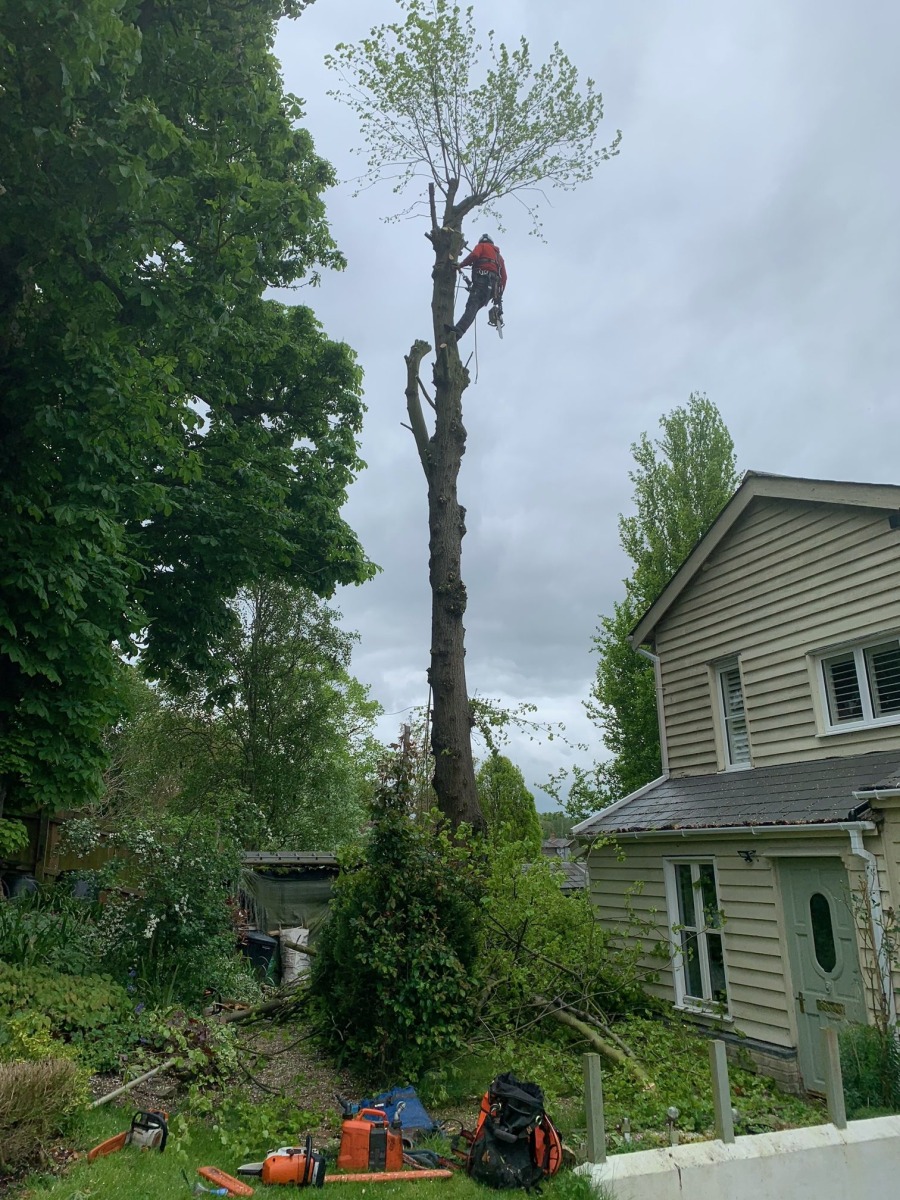 tree-service-02-rotated