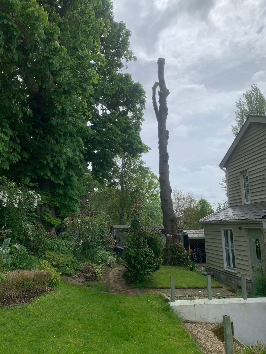 tree-service-03-rotated