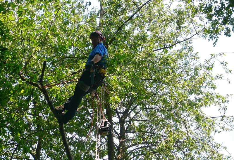 tree-surgeon-essex-2
