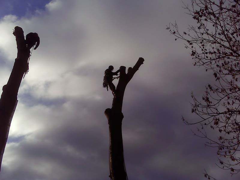tree-surgeon-suffolk-2