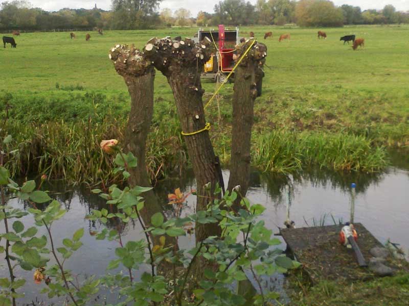 tree-surgery-suffolk-2